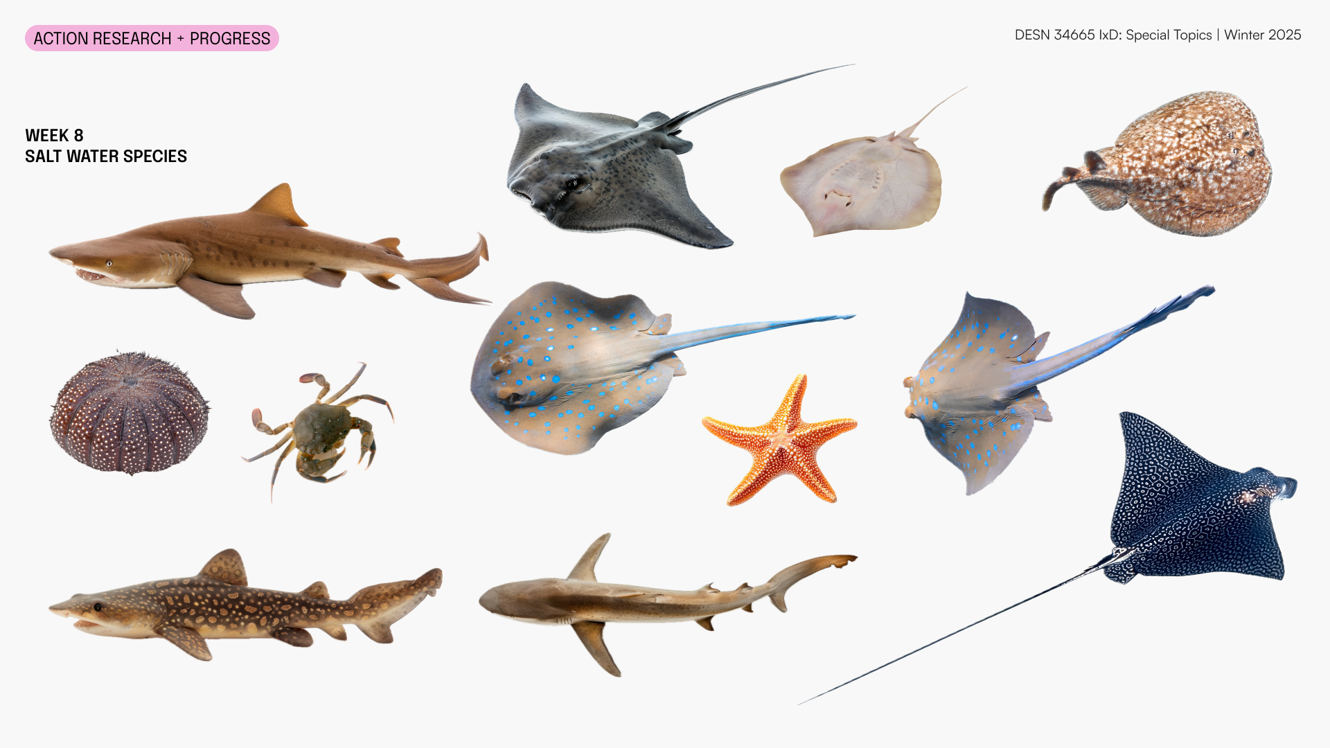 Malcolm provided some assets for us to try out on the projector to test quality and make sure everything is good.